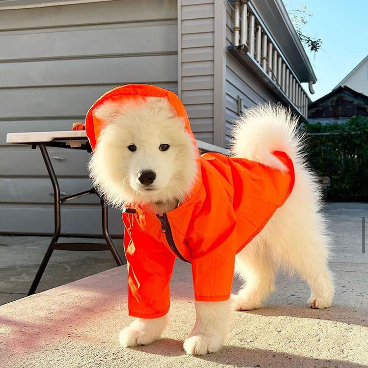 Waterproof Rain Jacket Dog
