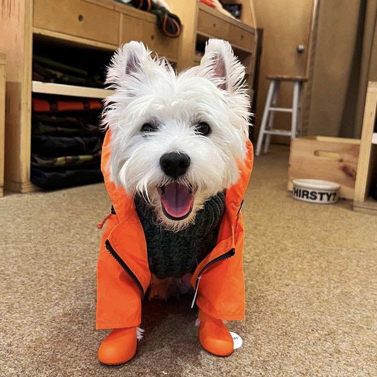 Waterproof Rain Jacket Dog