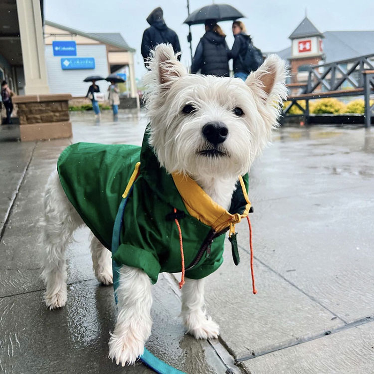 Waterproof Rain Jacket Dog